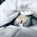 fiebre en gatos