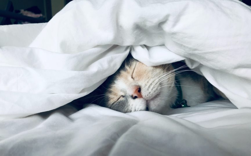 fiebre en gatos