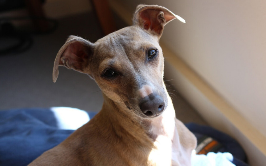 GALGO ITALIANO O LEBREL ITALIANO