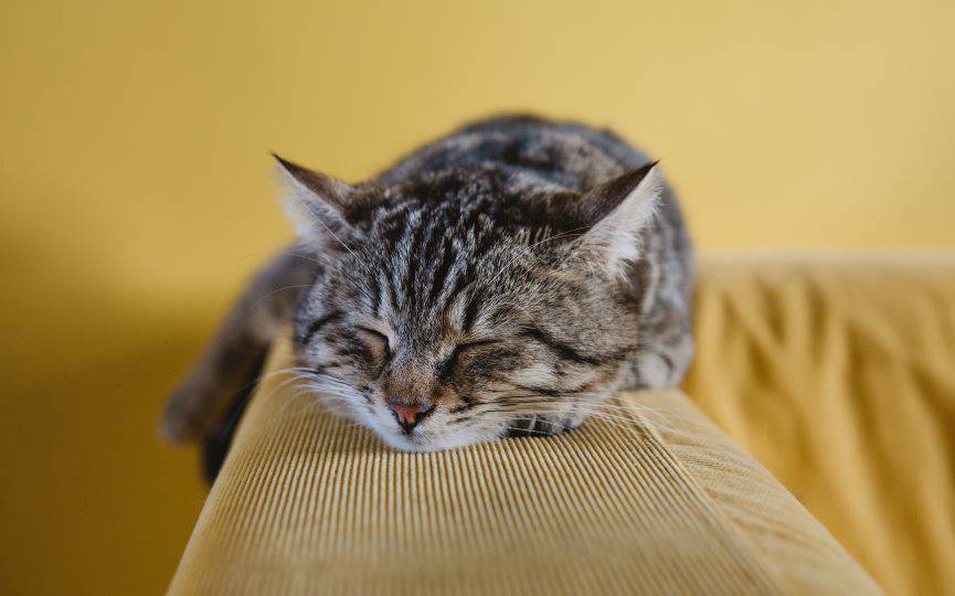gato con fiebre