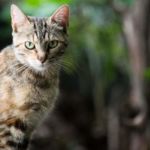 gato con ácaros del oído