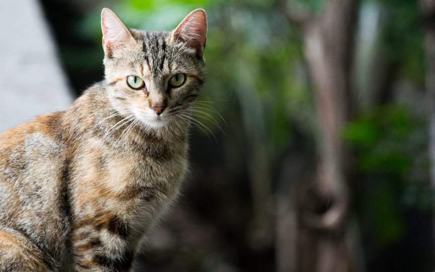 gato con ácaros del oído