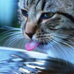 gato tira el agua cuando bebe