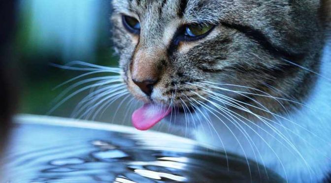 gato tira el agua cuando bebe