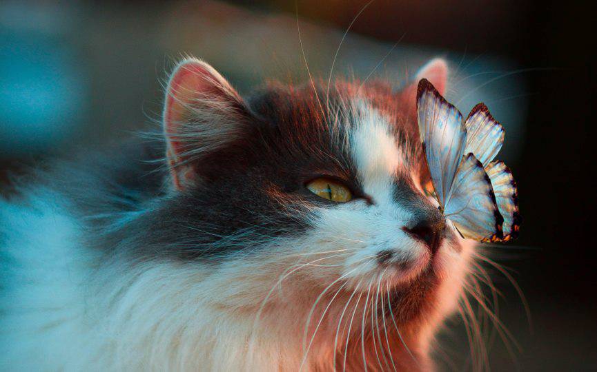 gato y mariposa