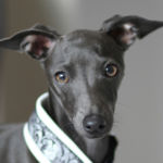 imagen de un perro lebrel italiano o galgo italiano