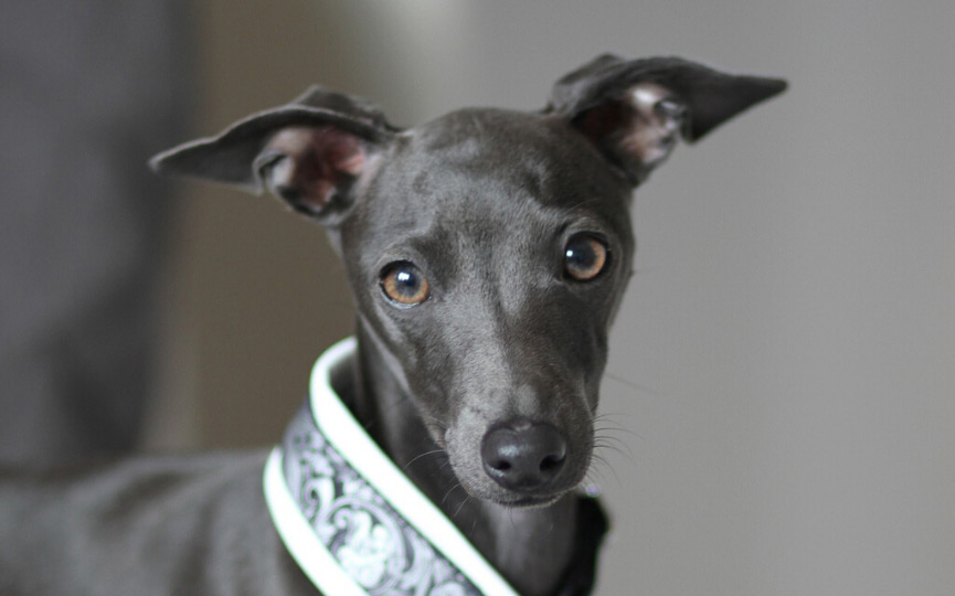 imagen de un perro lebrel italiano o galgo italiano