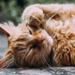 leishmania en gatos