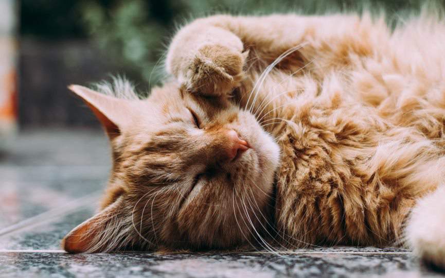 leishmania en gatos