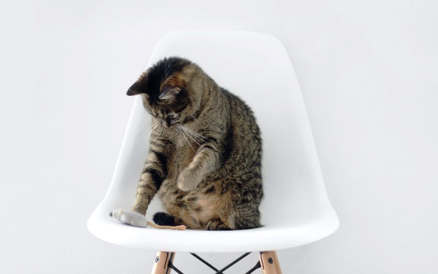 leishmaniosis en gatos