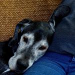 perro mayor con demencia