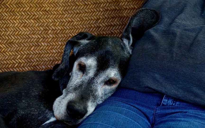perro mayor con demencia