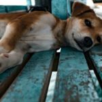 peritonitis en perros
