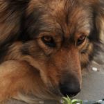 perro muerde sus patas
