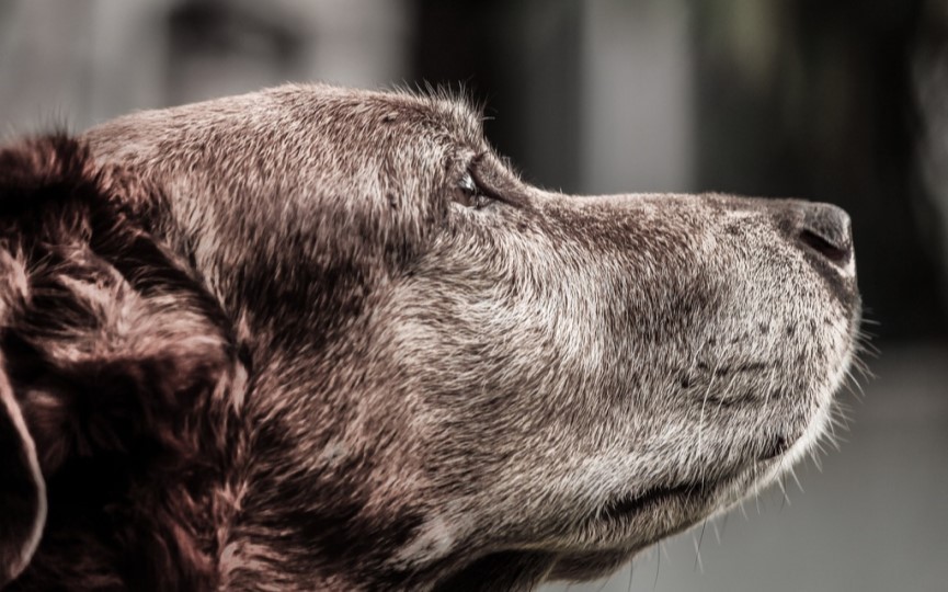 perro mayor con síndrome de disfunción cognitiva o demencia