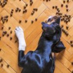 cardiomiopatía dilatada en perros y dieta con cereales