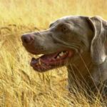 espigas peligro para perros
