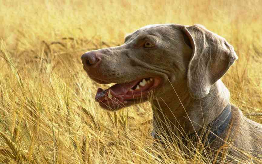 espigas peligro para perros