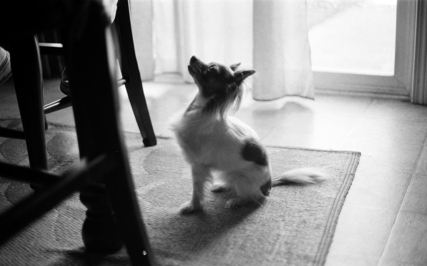 no dar alimentos a perros en cocina