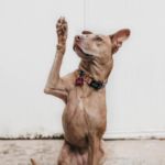 perro diestro o zurdo