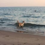 perro en agua del mar