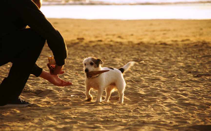 perro puede tomar hielo