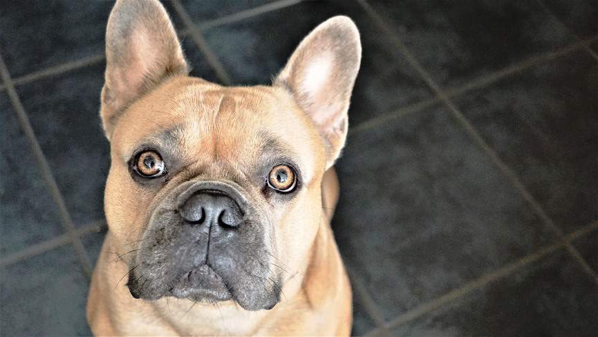 perro quiere comida en cocina