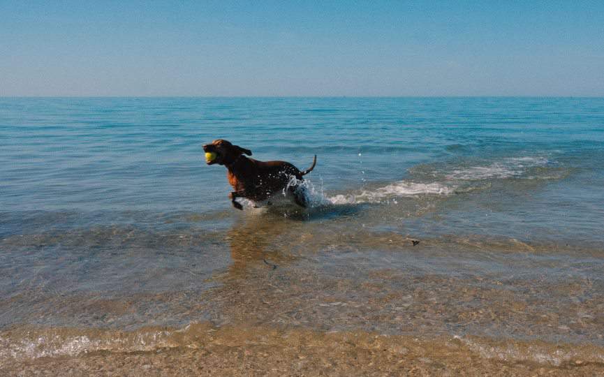 perro se baña en agua del mar