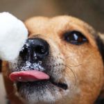 perro toma hielo