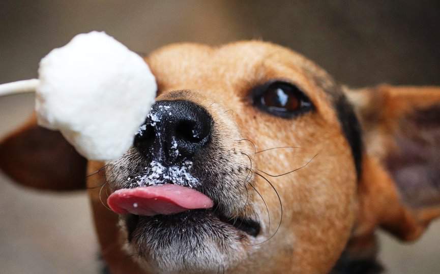 perro toma hielo