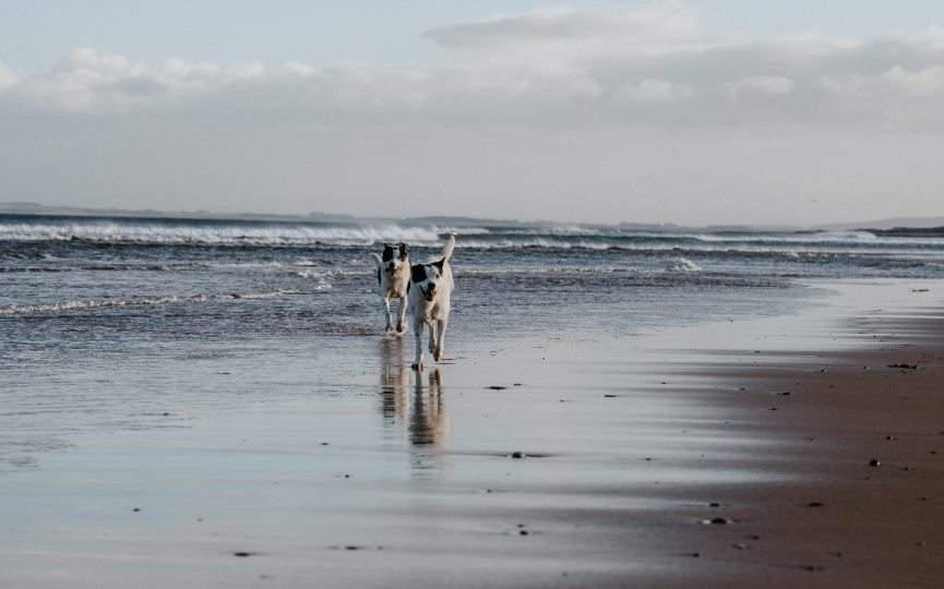 perros en la playa