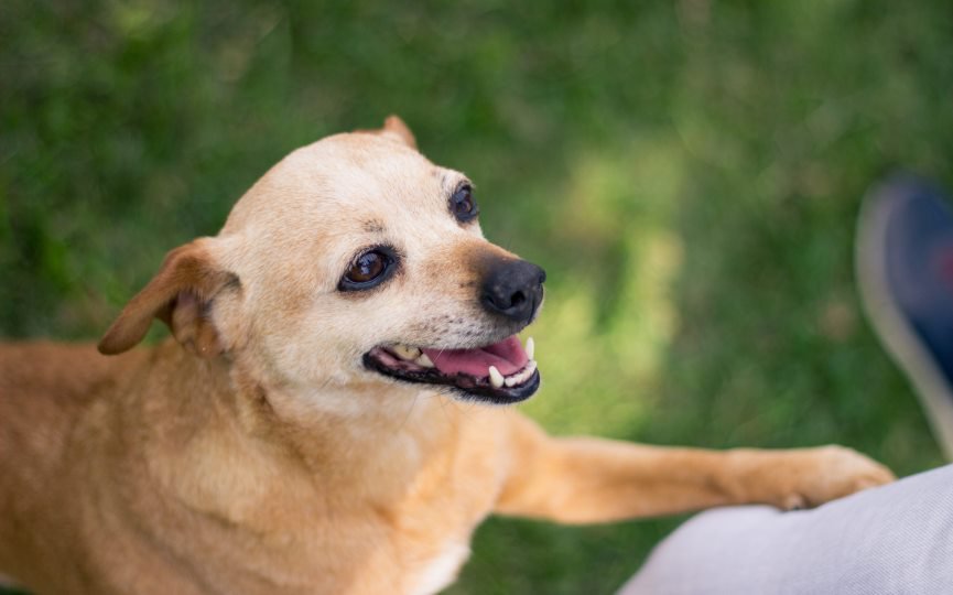 perros zurdos