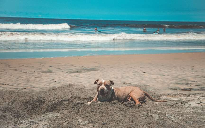 prevenir picadura de medusa en perros
