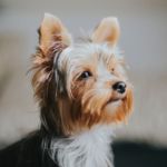 enfermedades del Yorkshire Terrier