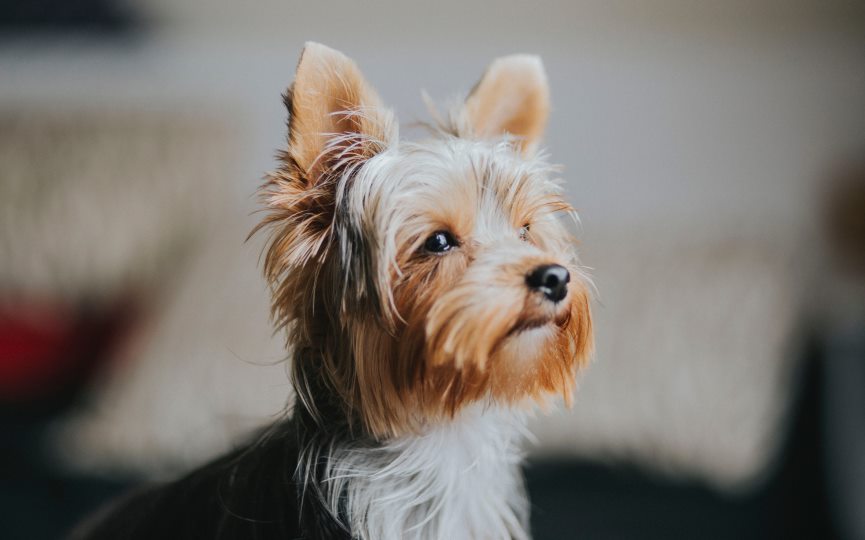 enfermedades del Yorkshire Terrier