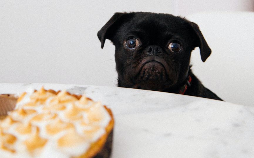 Anorexia en perros