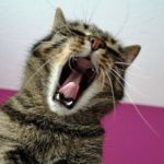 dolor dental en gatos