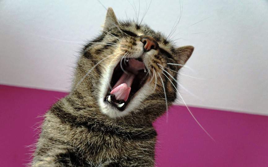 dolor dental en gatos