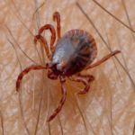 garrapatas transmiten la Fiebre de Crimea-Congo