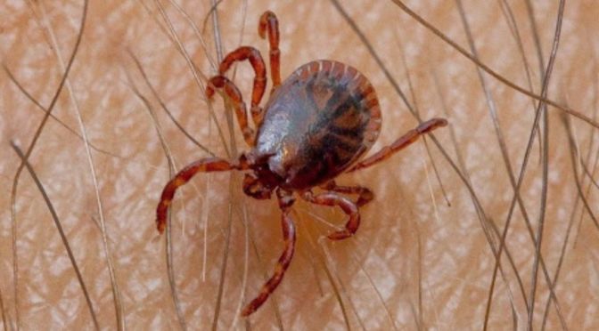 garrapatas transmiten la Fiebre de Crimea-Congo