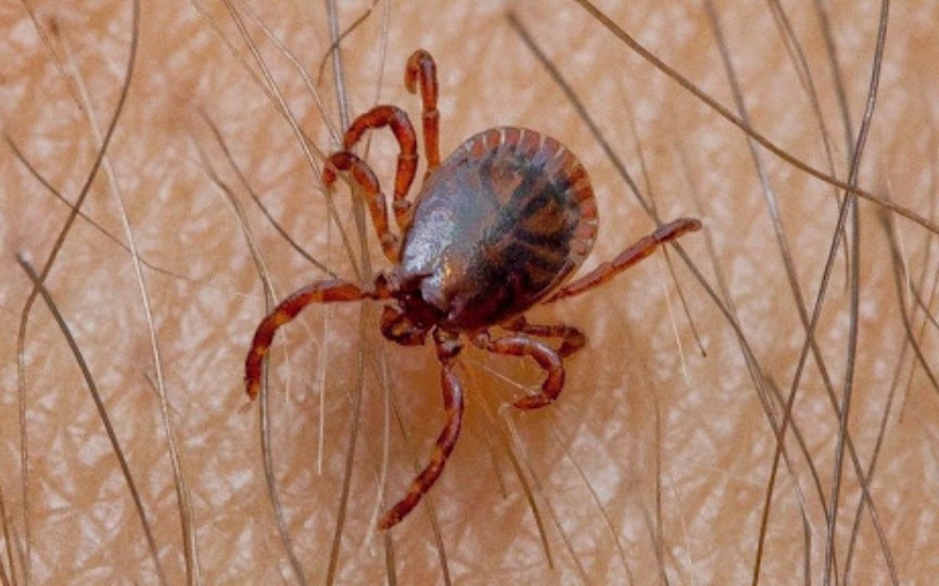 garrapatas transmiten la Fiebre de Crimea-Congo
