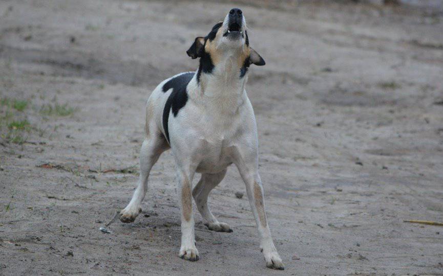 ladrido de perro