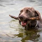 blastomicosis en perros