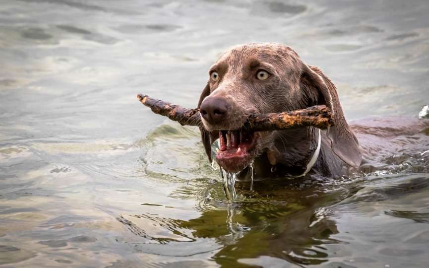blastomicosis en perros