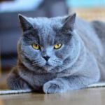 gatos temen la mirada fija