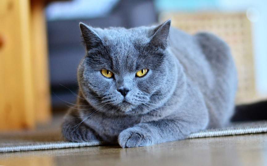 gatos temen la mirada fija
