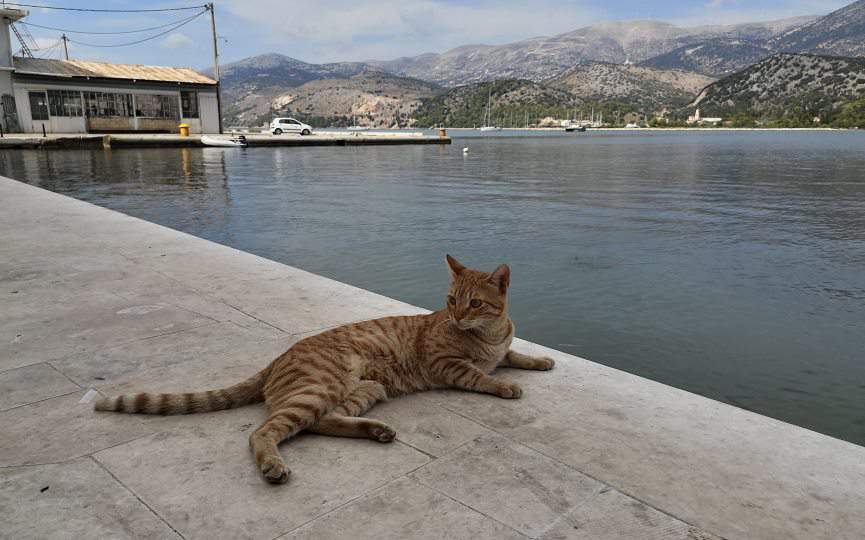 miedo al agua de los gatos
