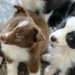 resistencia de perros a antimicrobianos