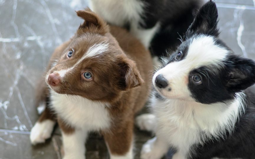 resistencia de perros a antimicrobianos
