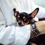 enfermedades de razas de perros pequeños